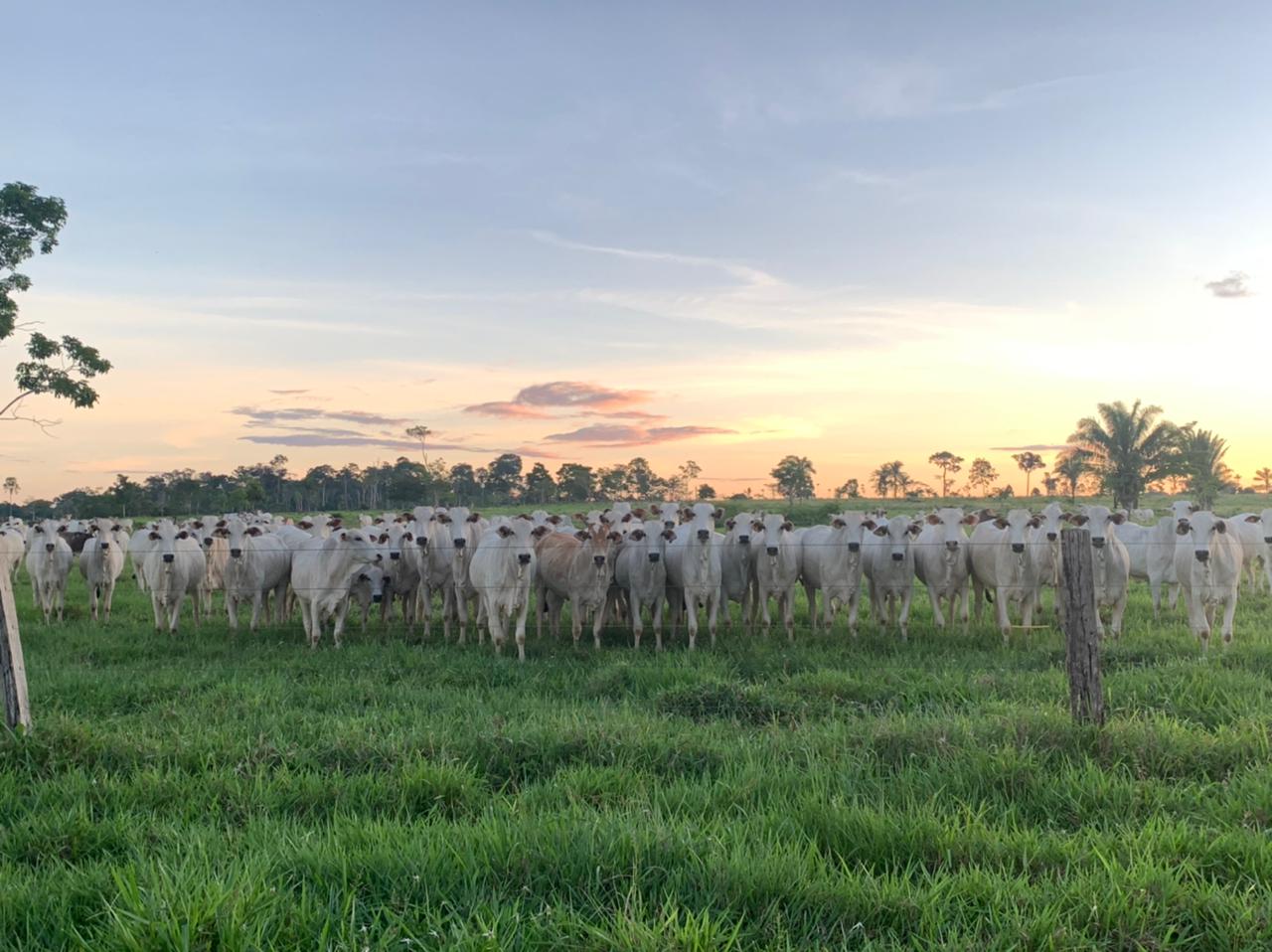 Produtor foi até o AC ‘esfriar a cabeça’ e comprou fazenda que virou exemplo de pecuária