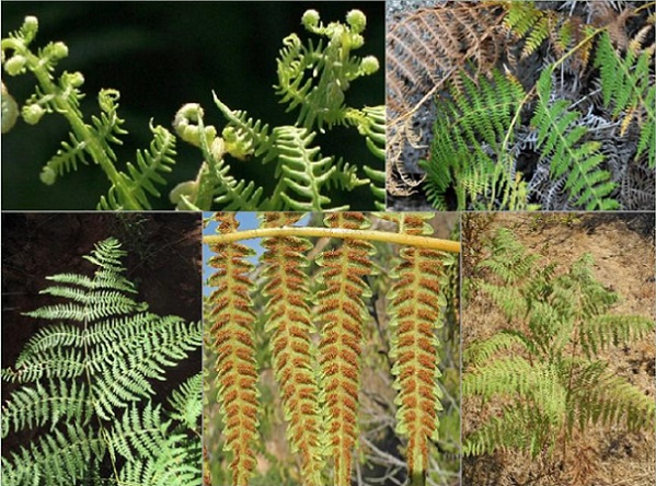 Conheça as cinco principais plantas tóxicas do Brasil que podem matar gado