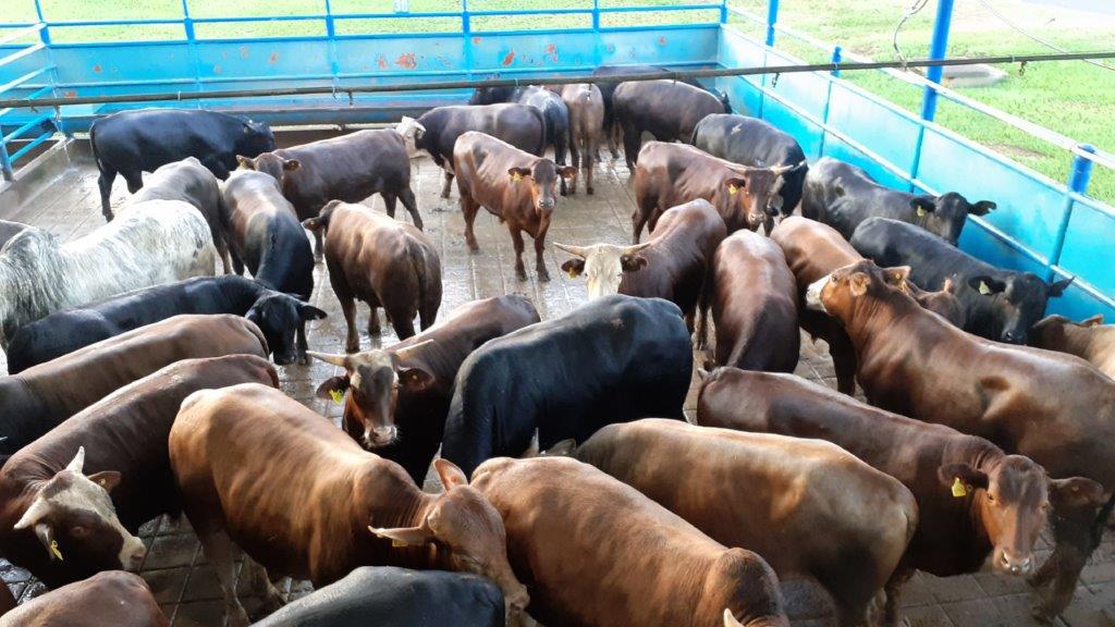 Lote de bois cruzados de 0 a 2 dentes marca média de 17,8@ ao abate em SP