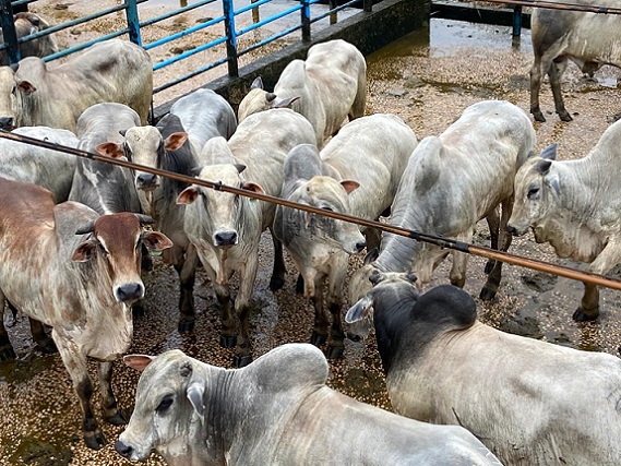 Boiada de “pecuarista caprichoso” abatida com 21,5@ e os lotes de 12/04/21