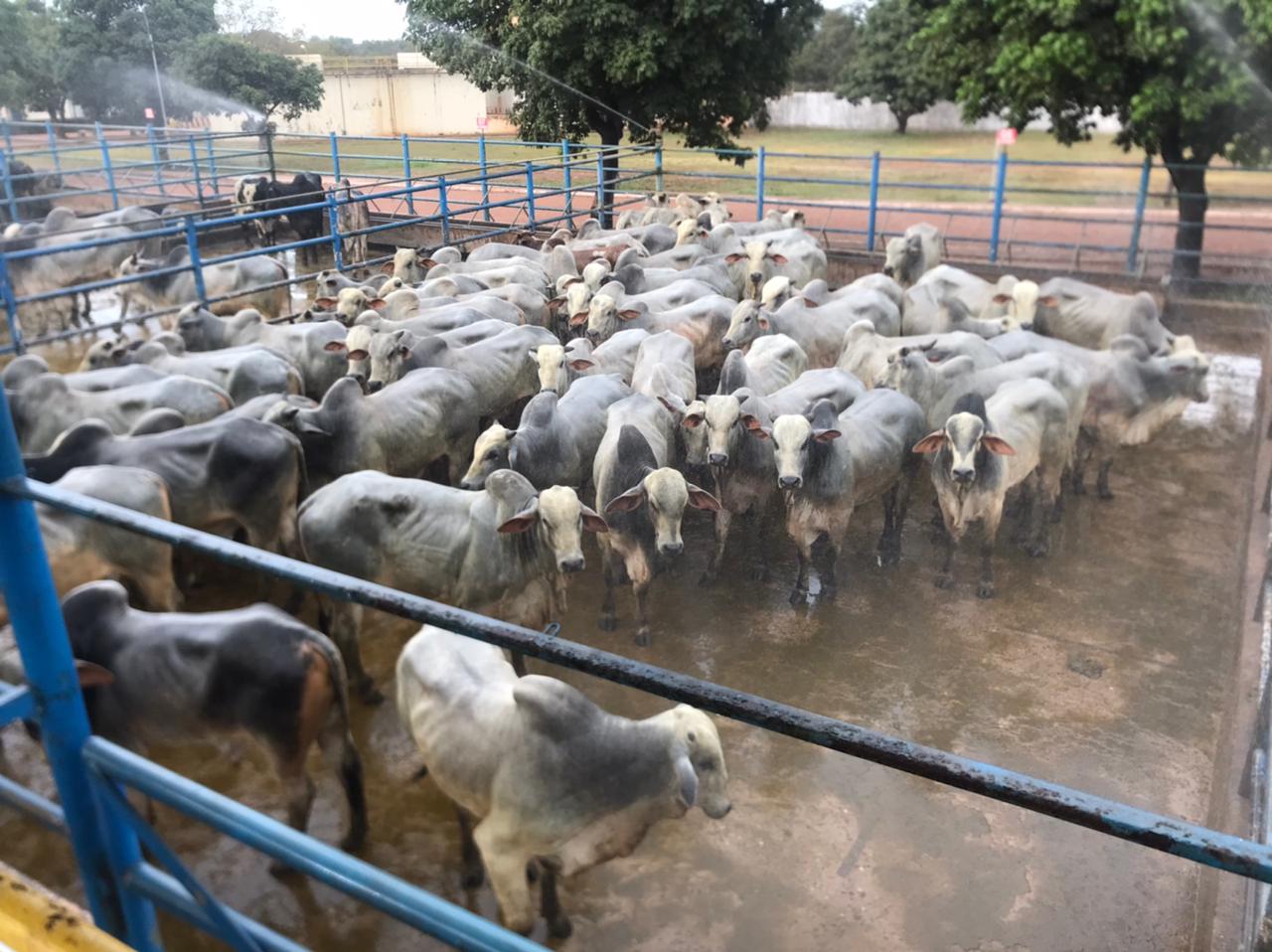 Boiada Nelore jovem e terminada a pasto no Tocantins alcança quase 19@