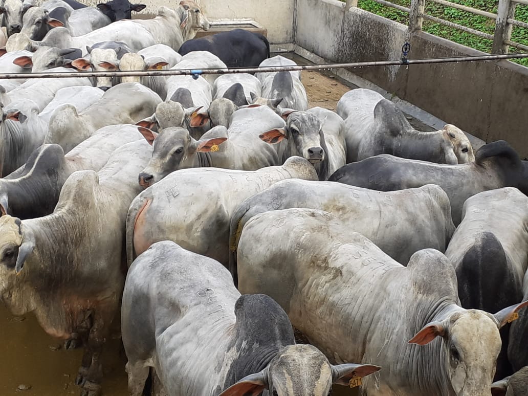 Com semiconfinamento, pecuarista engorda bois precoces de 20@ na BA