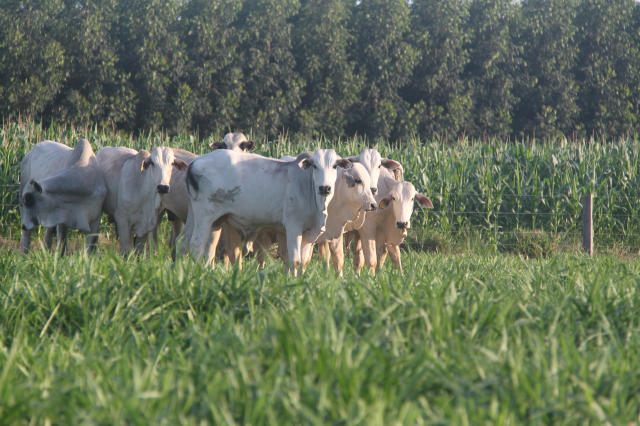 Após desmama, bezerro é sequestrado pela fazenda ser terminado em cocho. Foto: Divulgação