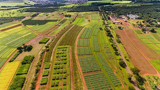 Embrapa ajuda a transformar Cerrado em bioma estratégico na segurança alimentar