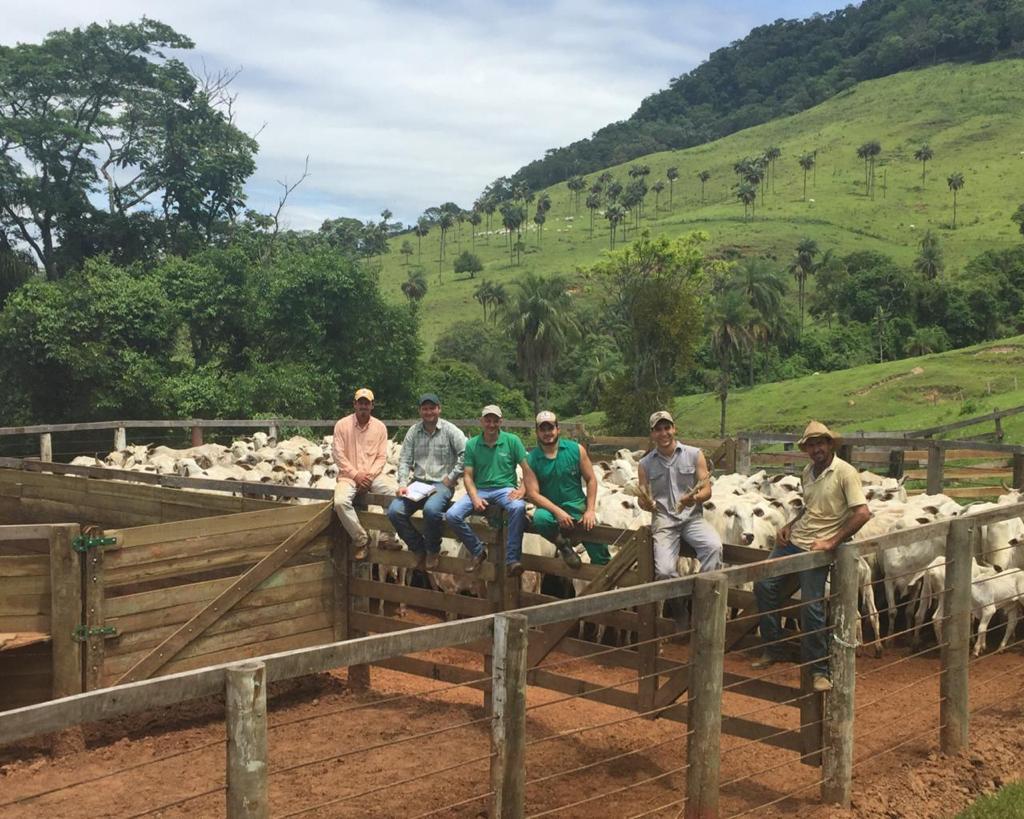 “Reunião taca pedra” ajudou criador a corrigir problema e acelerou engorda de bois em SP