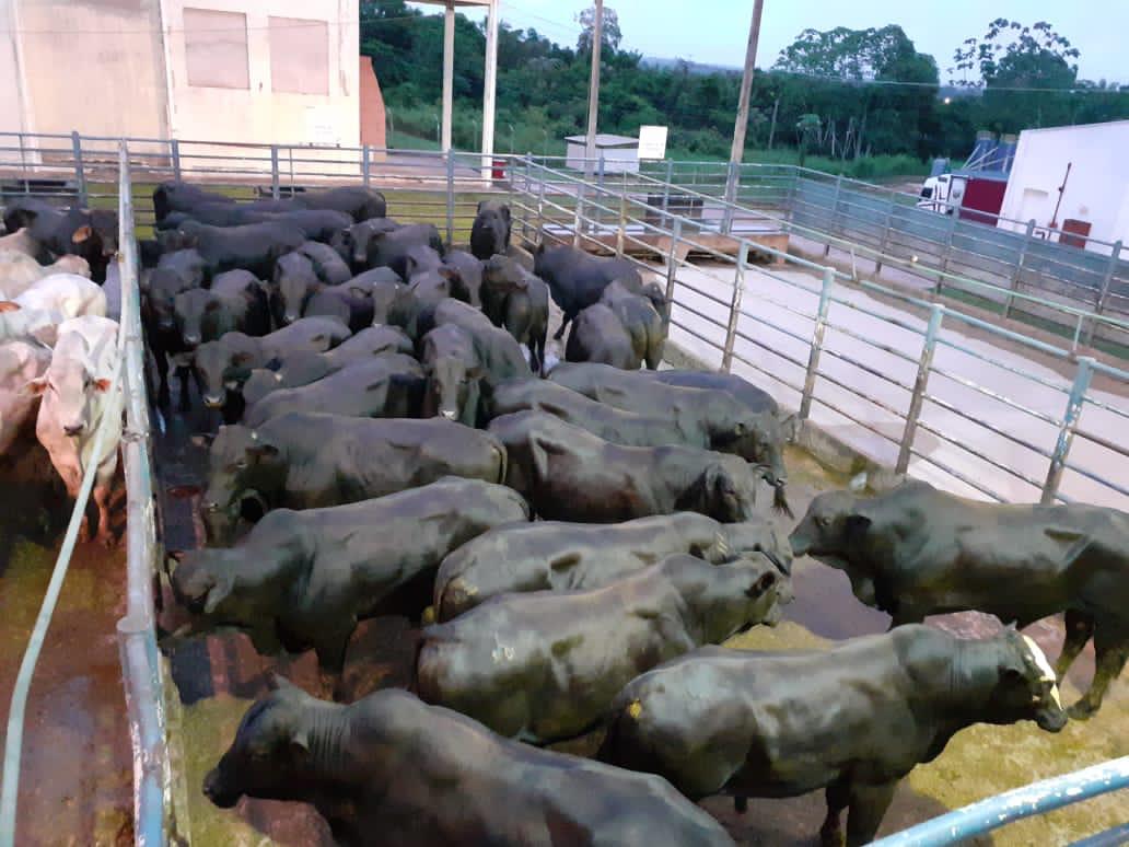 Garrotada Angus chega às 18@ aos 19 meses na Ponta do Abunã, em Rondônia