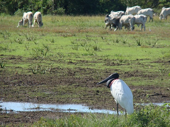 Santuário ou celeiro? Livro analisa relação entre leis e desenvolvimento do Pantanal