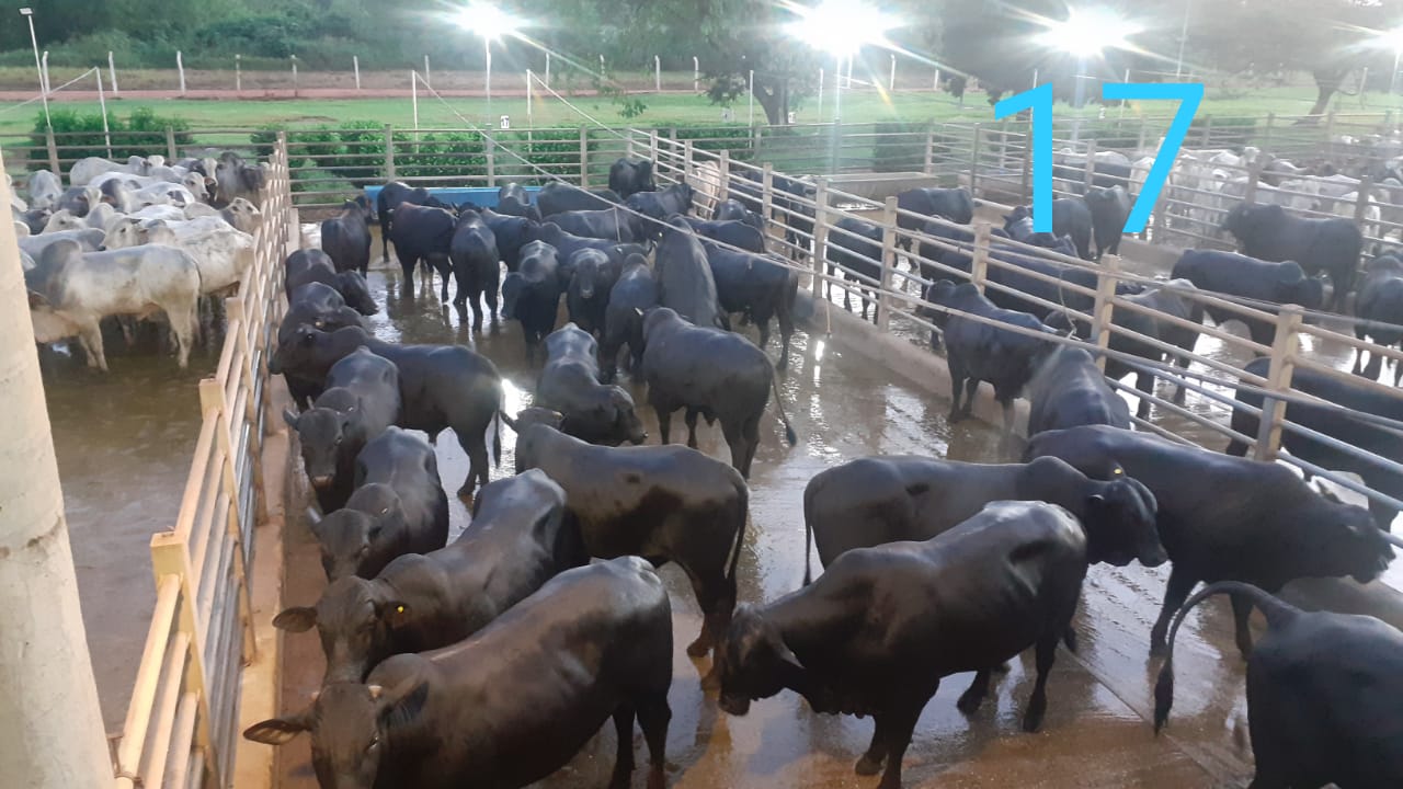 Pecuarista faz melhoramento genético e do pasto para colher boiada pesada no PA