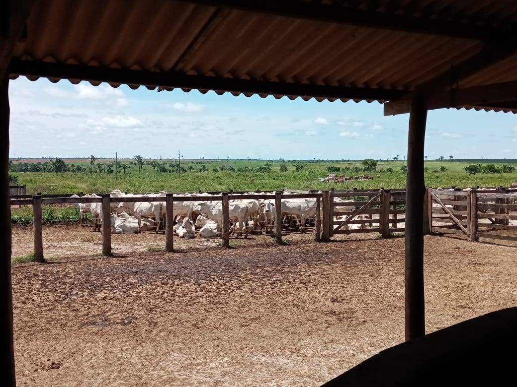 Bovinos em área de curral na fazenda. Foto: Divulgação