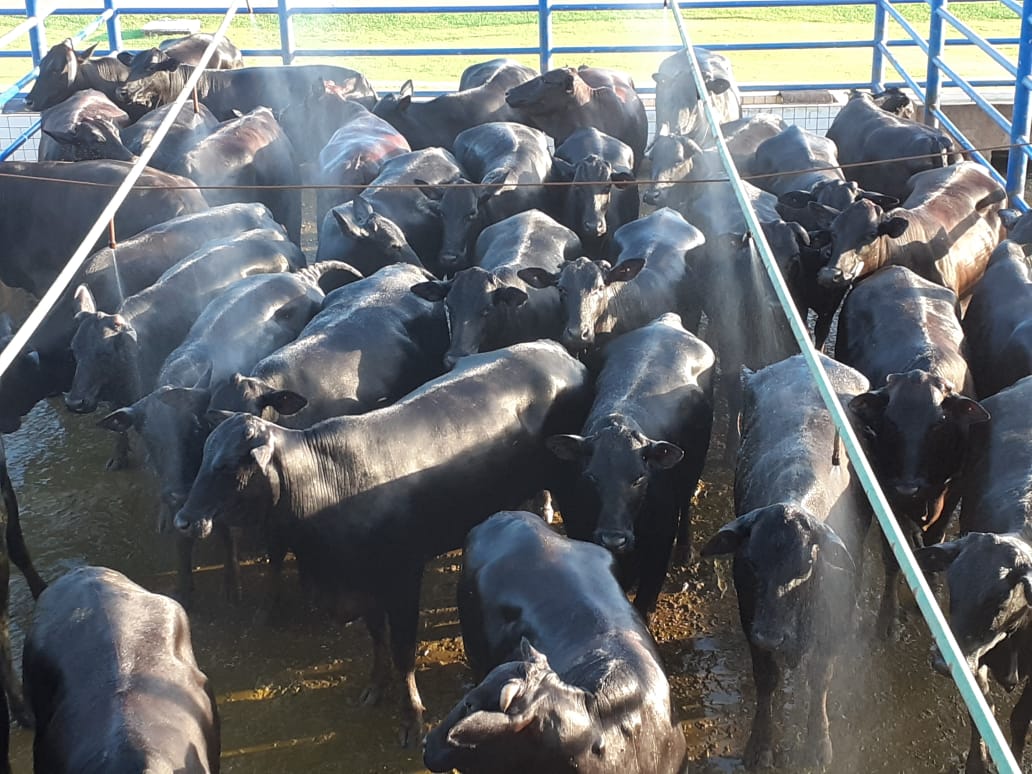 Tá certo o peso da novilhada? Fêmeas Angus batem as 21@ em Rondônia