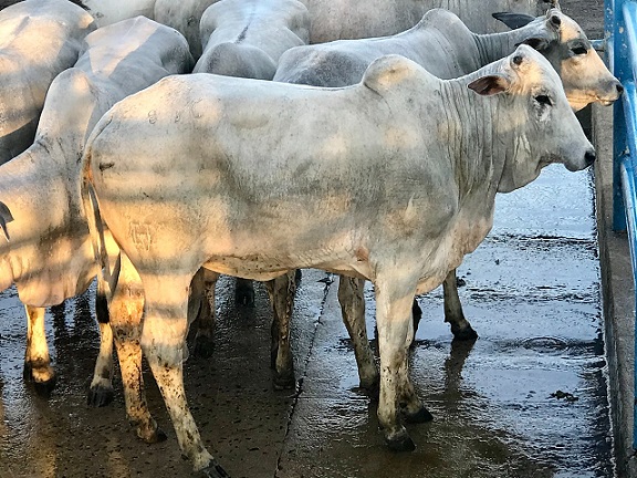 Em Goiás, novilhas chamam atenção por comprimento e profundidade de costela