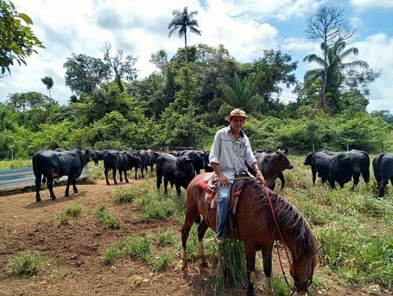 Pecuarista caprichoso abate bois de mais de 21@ com 22 meses de idade em MT