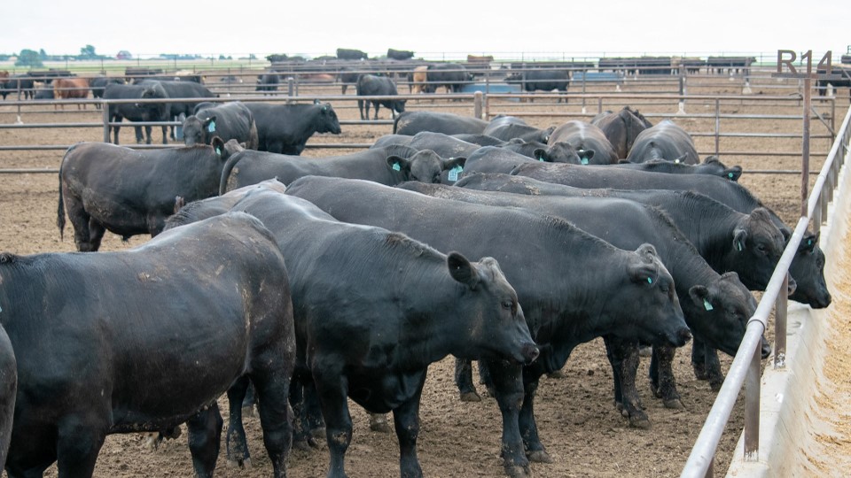 Nova linhagem de touros produz bezerros de corte em cruza com vacas leiteiras