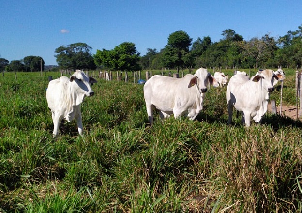 Suplementação de novilhas aumenta em 40% a produção de arrobas por hectare