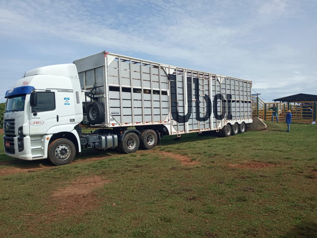 Transportadora evita estresse do gado com o calor em transporte de longas distâncias