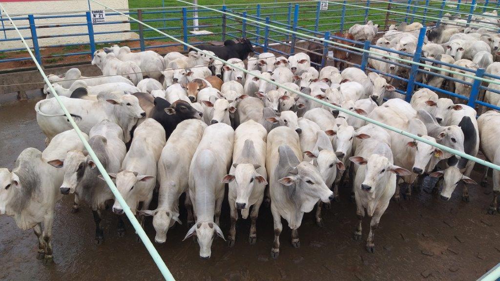 Boiada engordada na “sombra do bacuri” em MT e os lotes em destaque de 11/05/21