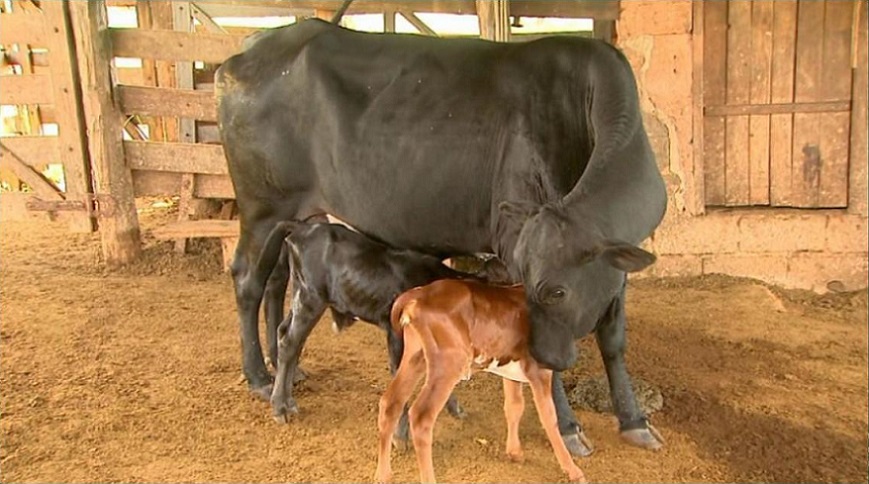 Pecuarista de Rondônia aposta em parto gemelar de olho na valorização do bezerro