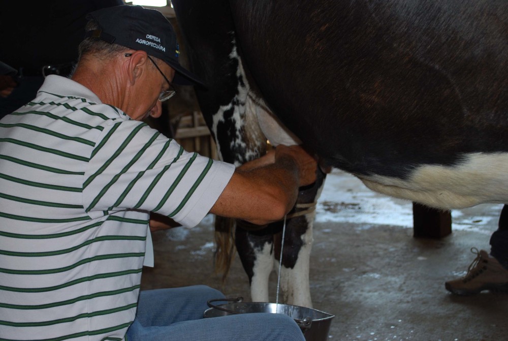 Mais de 100 bactérias podem causar a mastite. Saiba como livrar a fazenda delas