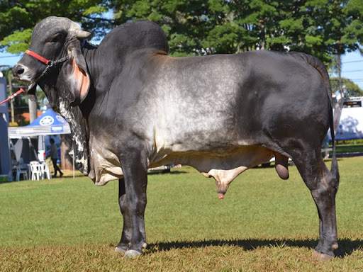 O cruzamento entre Indubrasil e Nelore é recomendado para corte ou leite?