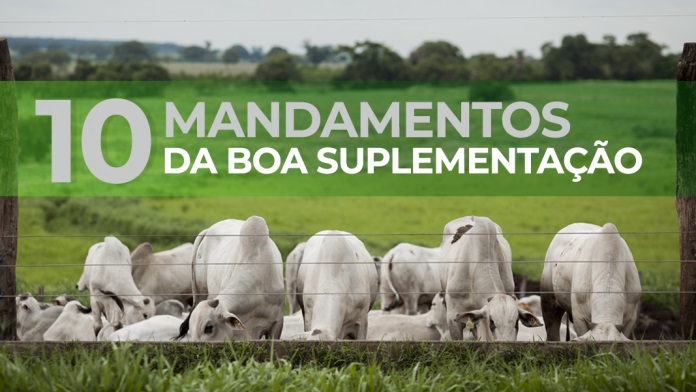 Conheça os dez mandamentos da suplementação de gado de corte a pasto