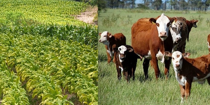 Vou trocar o tabaco pelo gado no RS. Que capim plantar e que raça escolher?