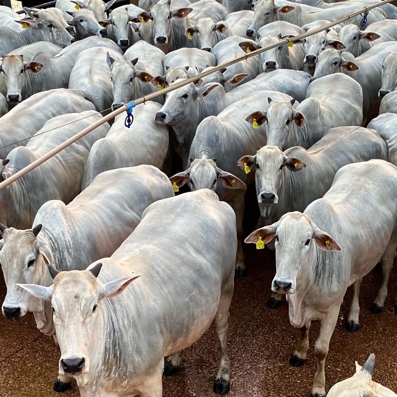 “Evolução genética do Nelore” em novilhas de 18,3@ e os lotes de 25/05/21