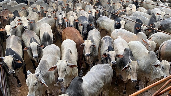 “Pecuarista de visão”: médico oftalmologista confina bois de mais de 19@ em MT