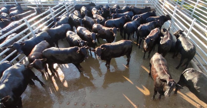 Novilhas Angus alcançam quase 20@ de média em Rondônia; veja lotes de 31/05/21