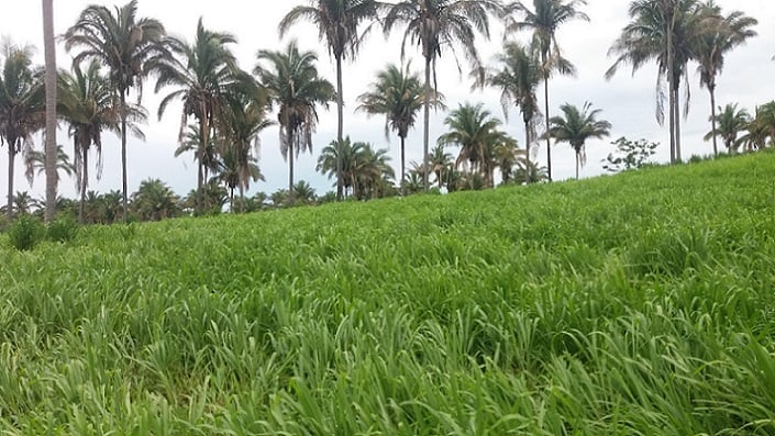 Panicum: dicas para otimizar lotação e evitar pasto com talos