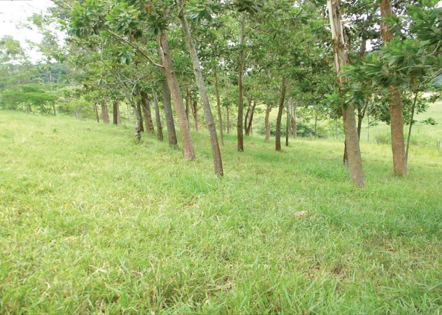 Que capim usar para engordar boi em terreno acidentado no Recôncavo baiano?