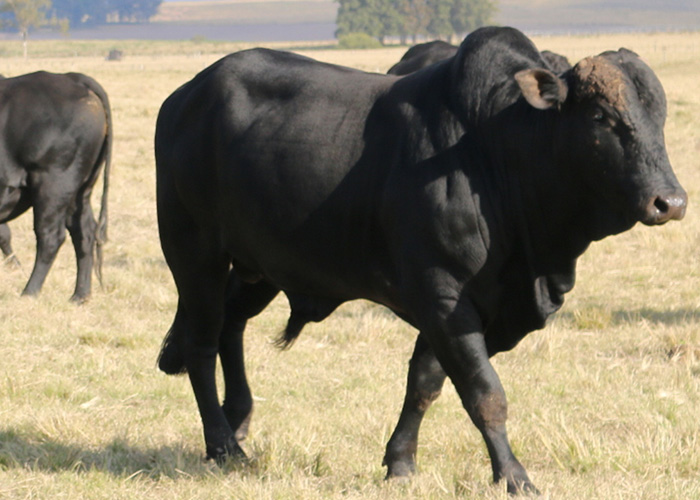 Cruzei vacas Brahman com Angus. Posso usar um dos machos como touro?