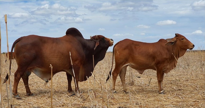 Cruzar Nelore e Sindi no Nordeste vai bem para corte e leite?