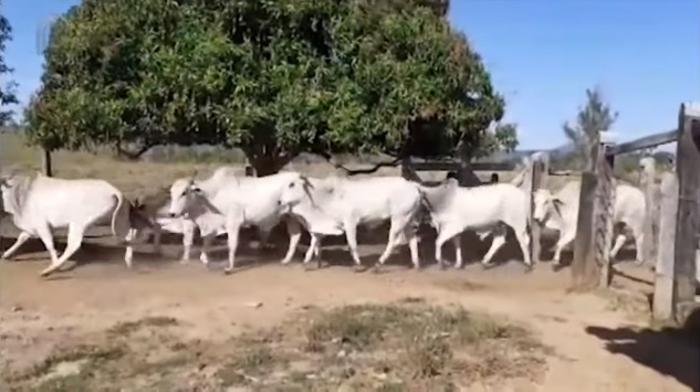 Boiada engordada no capim Colonião na Bahia chega às 20@ de peso médio