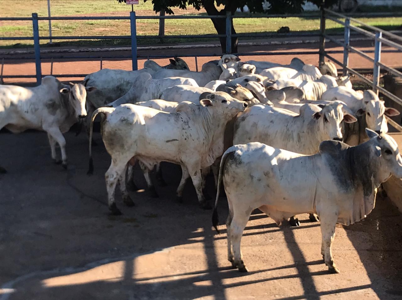 Araguaína-TO recebe 1ª etapa do Circuito Nelore; veja lotes em destaque de 01/06/21