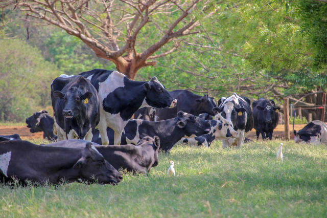 Vacas leiteiras da raça Holandês. Foto: Divulgação