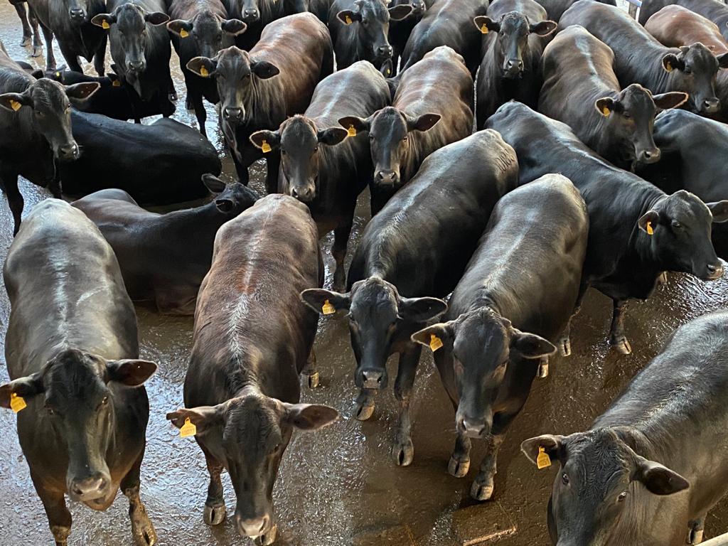 Criador do touro Jumbo, Zé da Platina ganha toque do berrante por lote de novilhas Angus