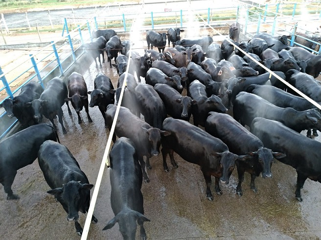 Fazenda produz novilhas Angus de apenas 16 meses e mais de 17@ em MT