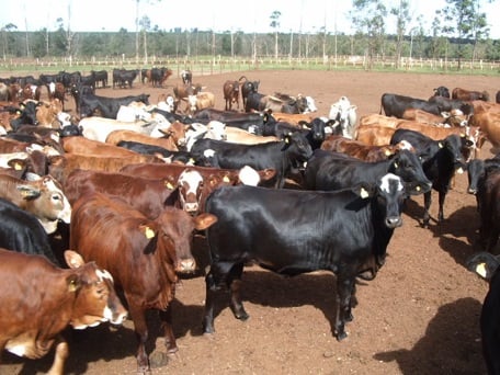 Qual a melhor raça para cruzar com minhas vacas Angus x Hereford x Nelore?