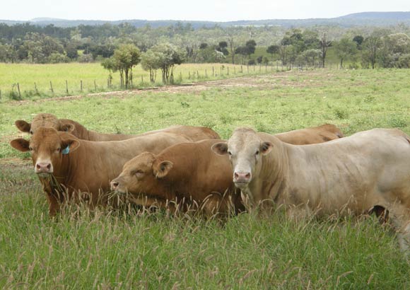 O que esperar do cruzamento do Charbray com vacas Nelore ou F1 Angus?