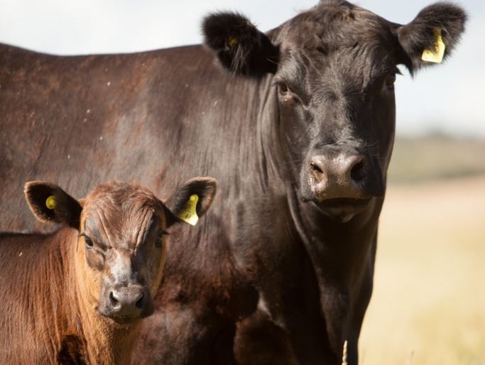 Angus e Senepol: qual aguenta pasto em área montanhosa de MG?