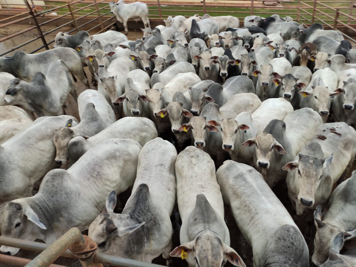 “Aproveitou o máximo da carcaça em giro rápido”: fazenda engorda bois de 20,1@ com até 20 meses em MS