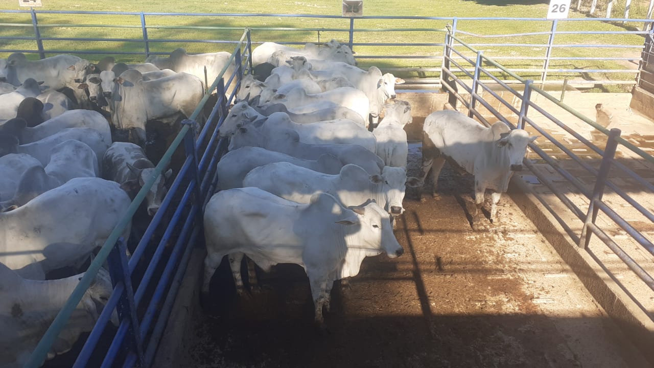 Boiada a pasto expressa potencial com reforço de concentrado e passa das 20@; veja lotes de 05/07/21