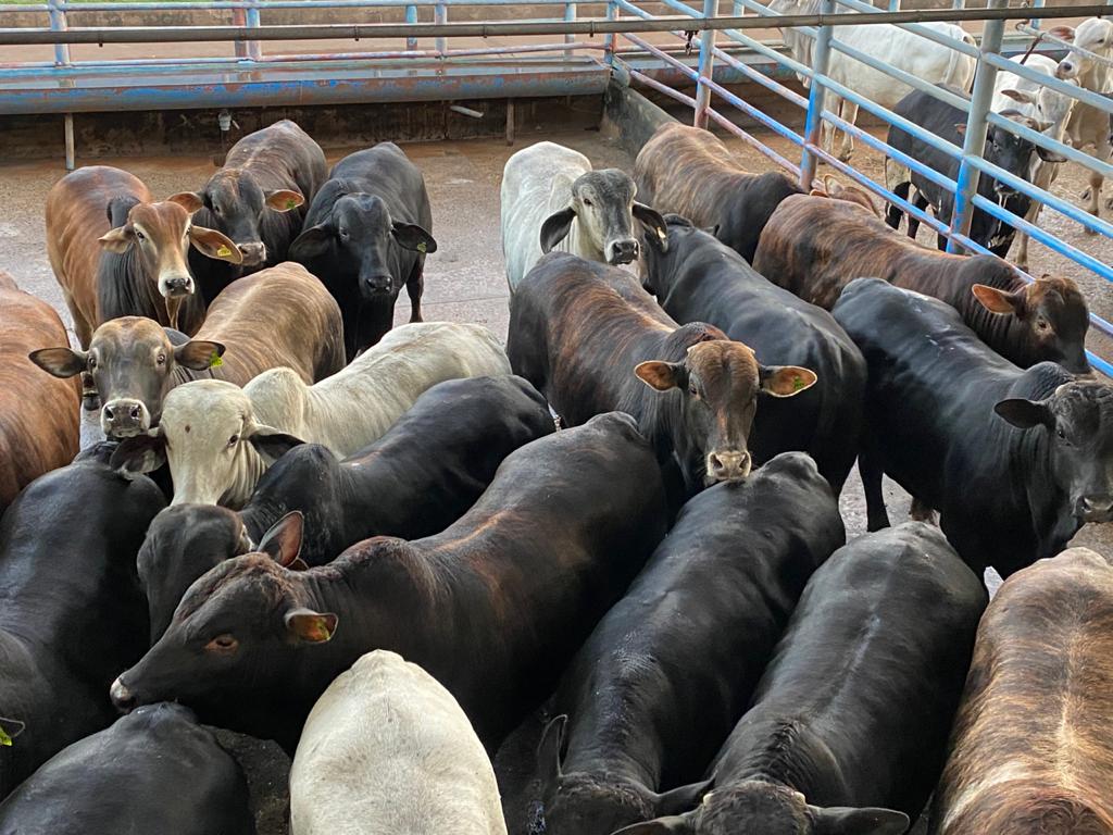 Fazenda em SP produz bois de 22 arrobas com 18 meses de idade; veja lotes de 15/07/21