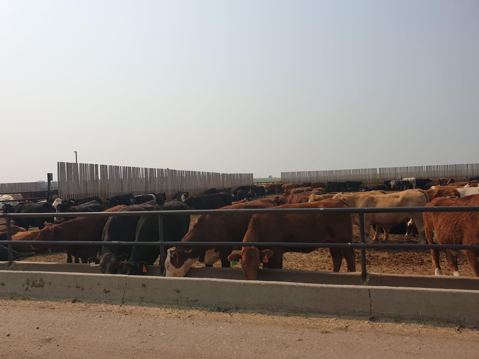 Pecuarista canadense terá que fazer ajustes por conta de ondas de calor mais intensas