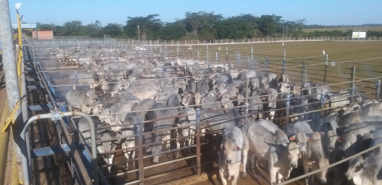 “Boiada está de parabéns”: Alta Floresta-MT recebe etapa do Circuito Nelore 2021