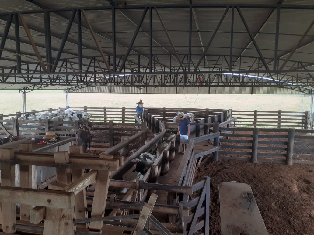 Curral de fazenda em RO chama atenção pelo bem-estar: nem o boi toma sol