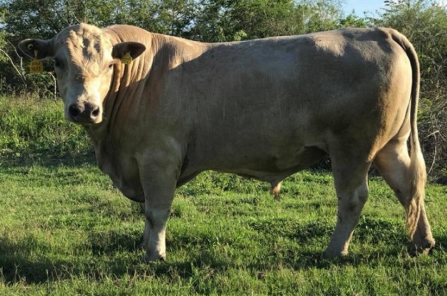 Qual o melhor jeito de usar o Angus Branco no cruzamento industrial?