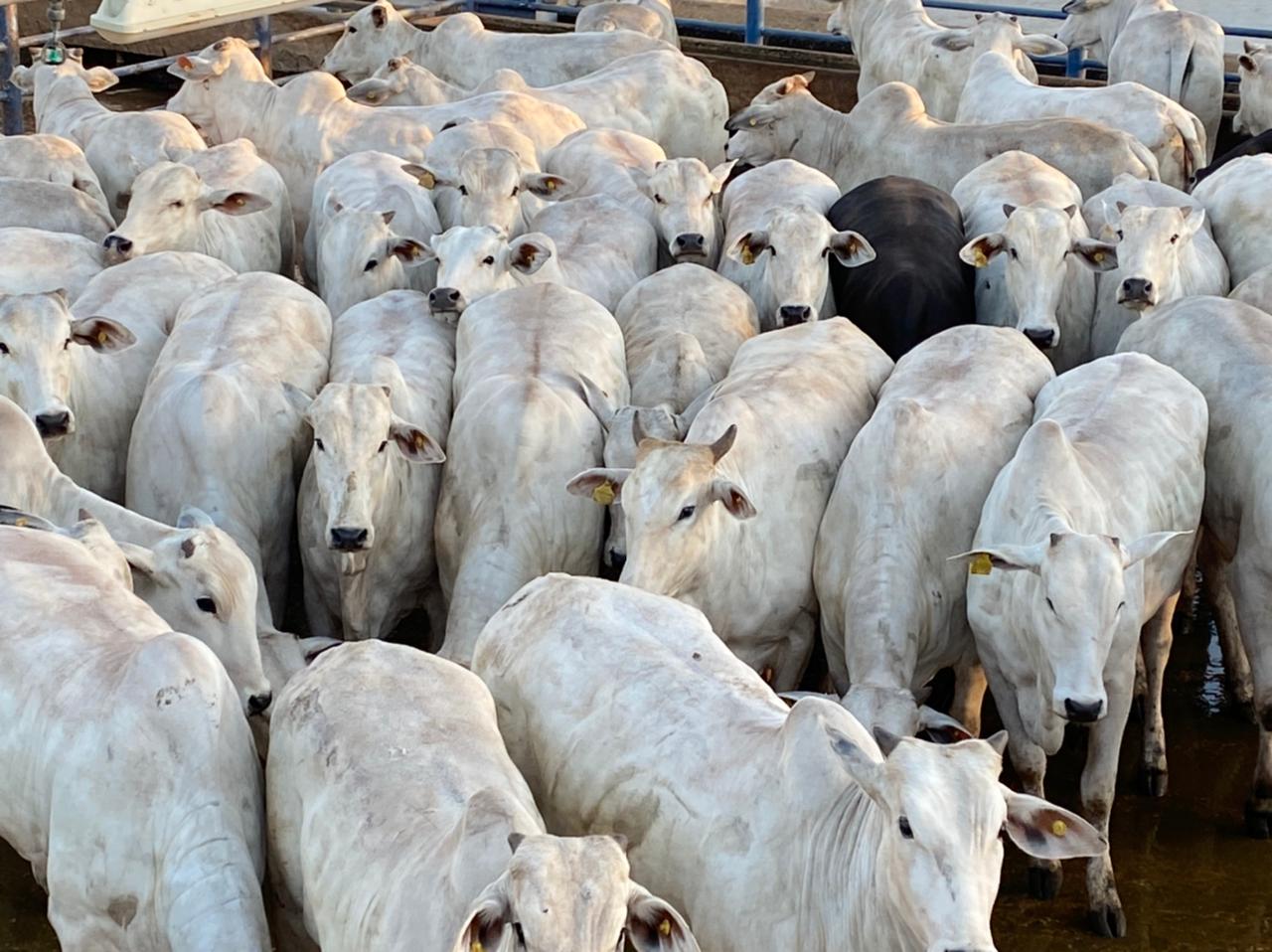 Novilhada de 15,5@ e acabamento mediano e uniforme é lote destaque de 23/07/21