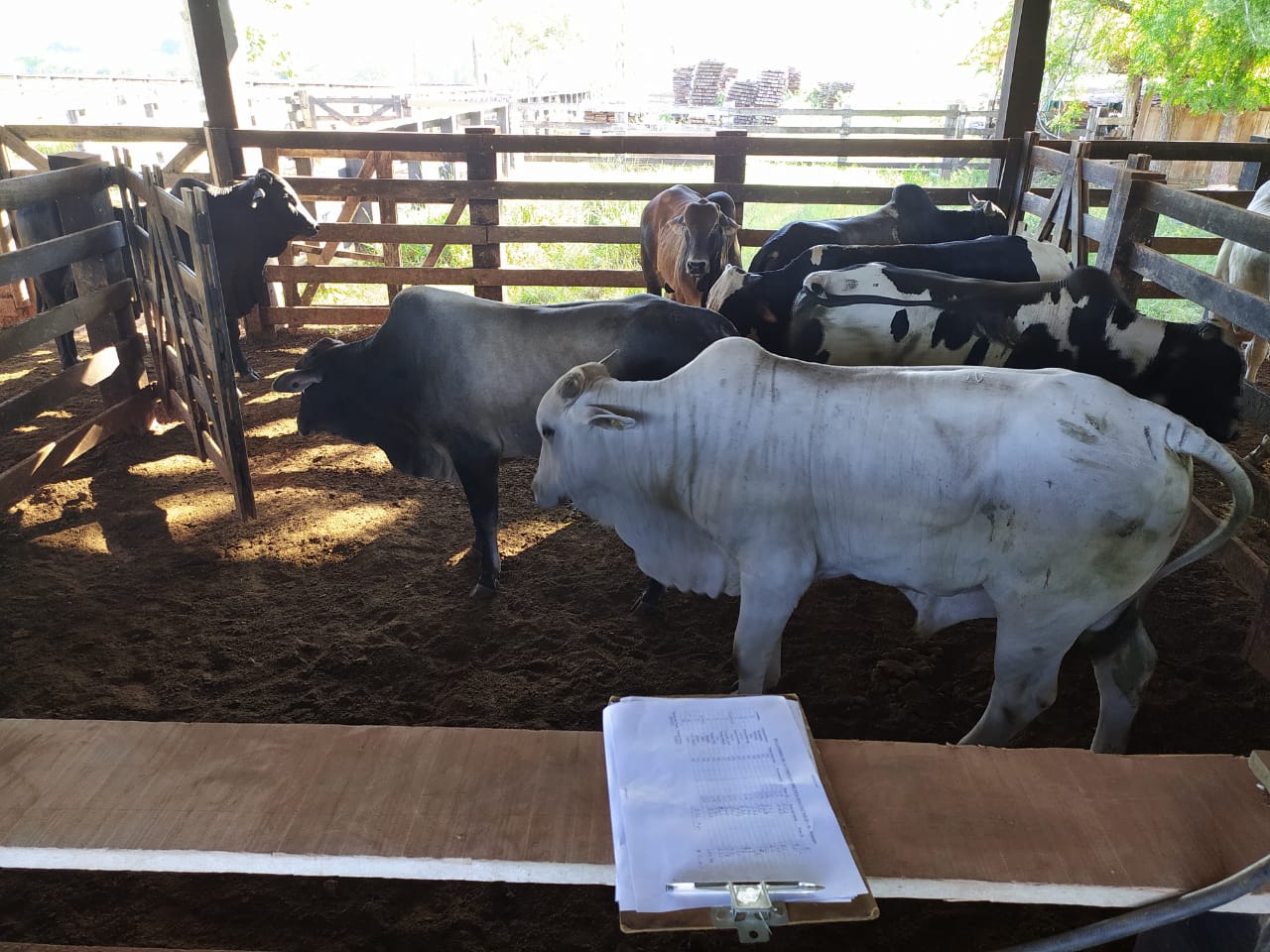 Engorda com proteico energético ou ração: qual deixa mais lucro na fazenda?