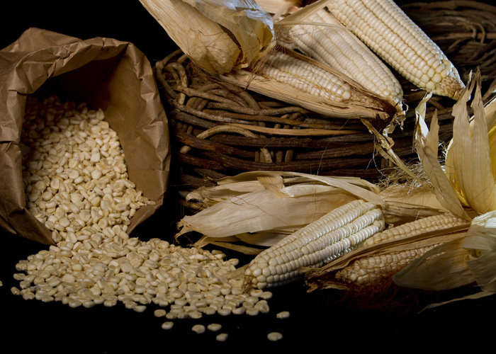 Posso dar sabugo de milho para o boi comer? Preciso complementar a dieta?